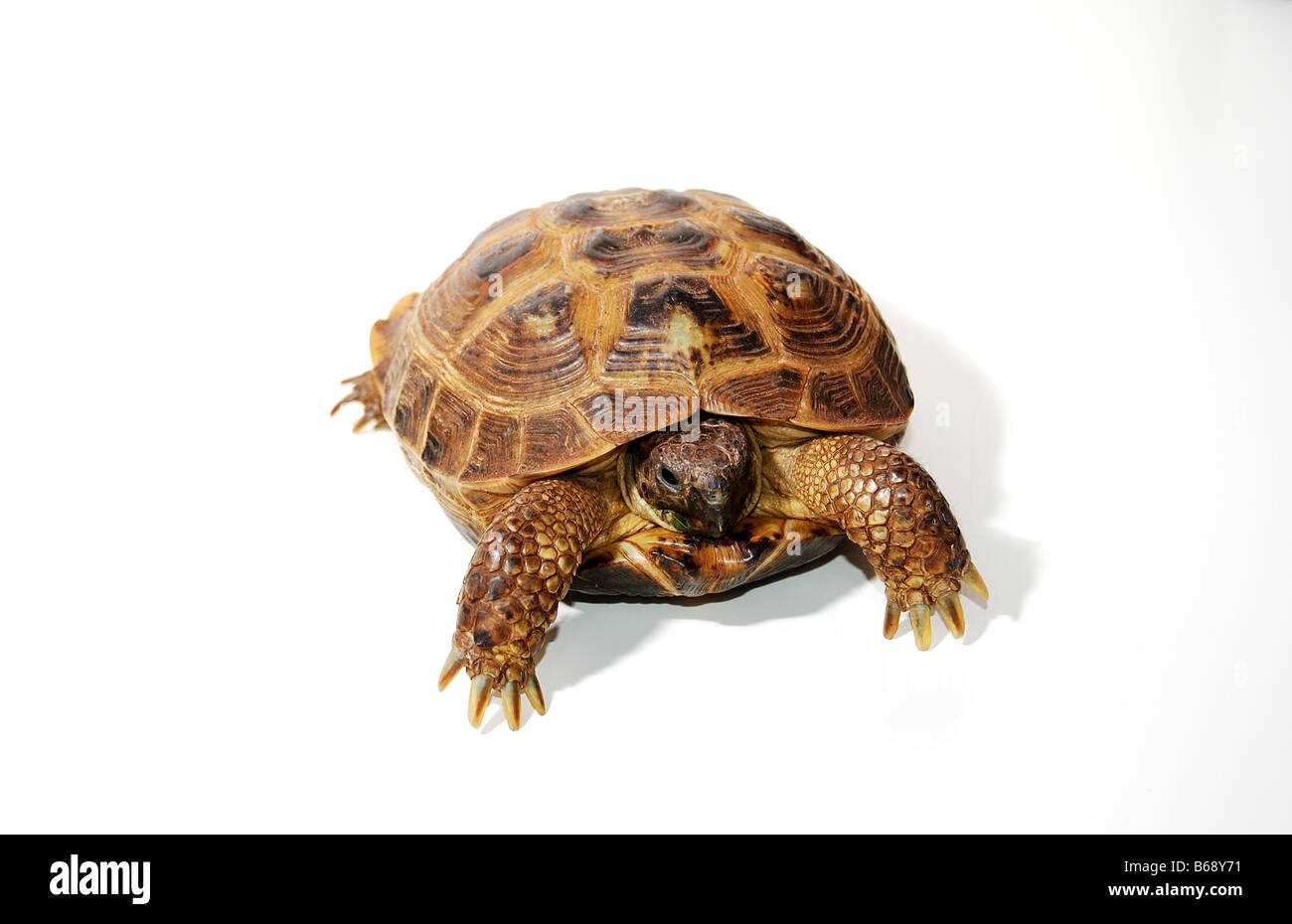 Isolated image of a Russian Tortoise on a white background with space for copy. Stock Photo