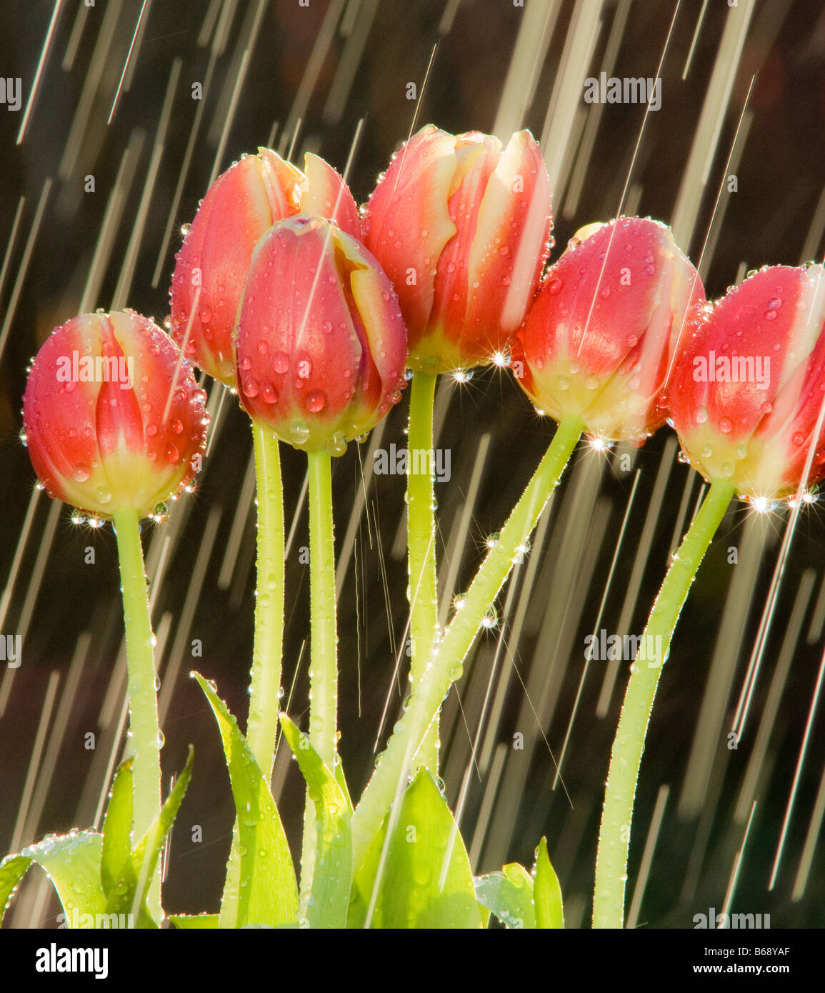 Tulips in the Rain Stock Photo Alamy