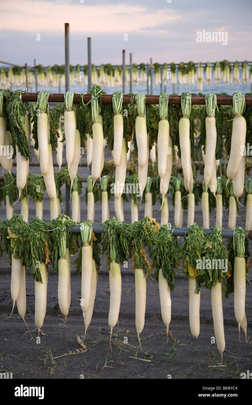 Finely sliced daikon radish Japanese … – License Images – 11517554