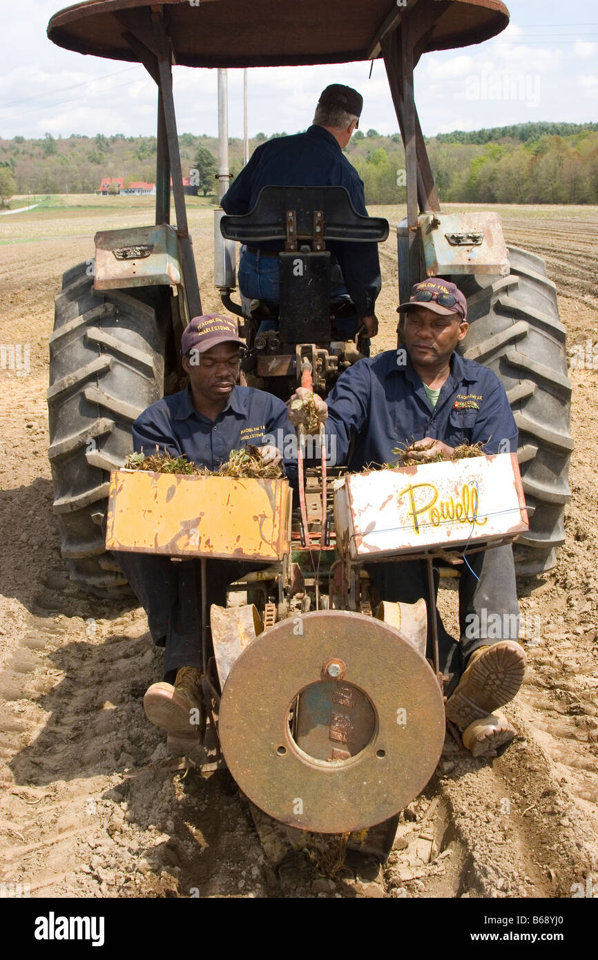 Two Jamaican men plant strawberry plants from the back of a tractor while another man drives Stock Photo