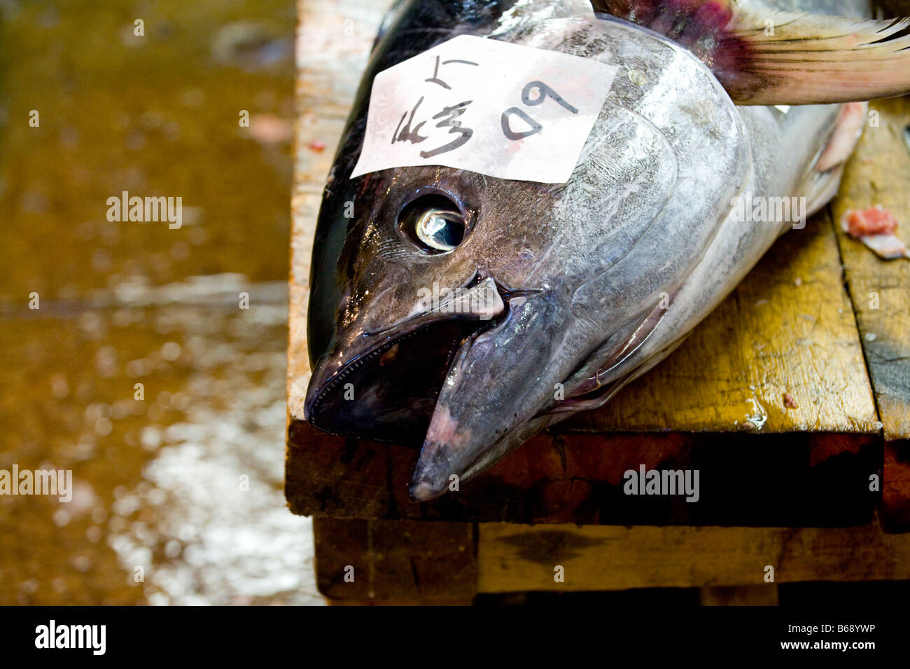 Tuna fish at The Tsukiji Fish Market in Tokyo, Japan Stock Photo - Alamy