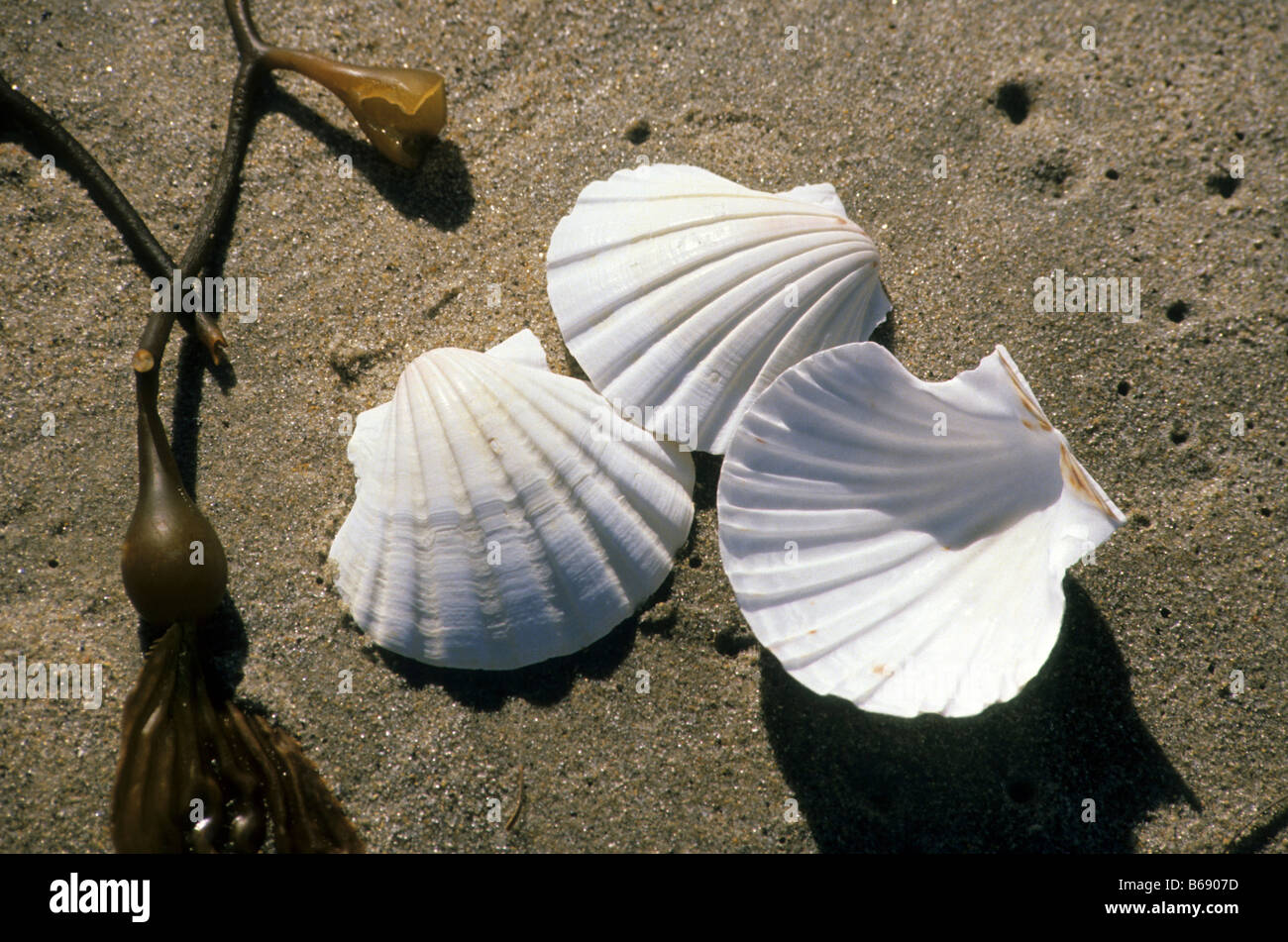 Three white seashells rest on sand next to seaweed on beach Stock Photo