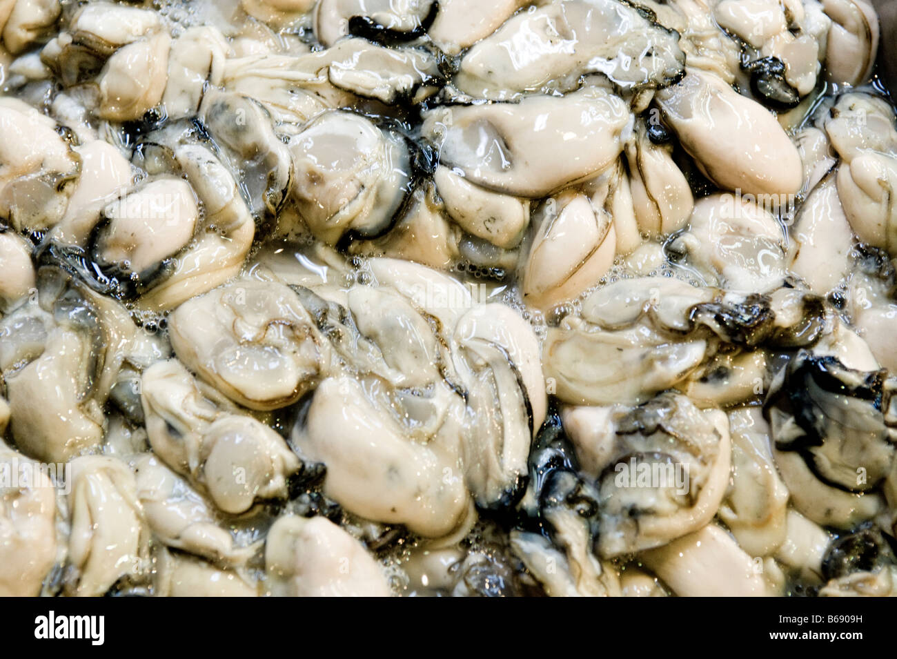 Pile of mussels at The Tsukiji Fish Market in Tokyo, Japan Stock Photo