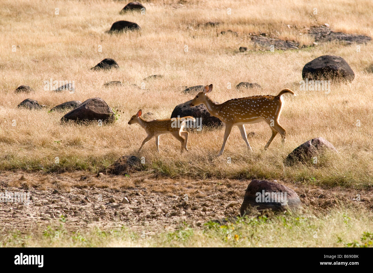 Chittal deer with fawn Axis axis Ranthambhore NP India Stock Photo
