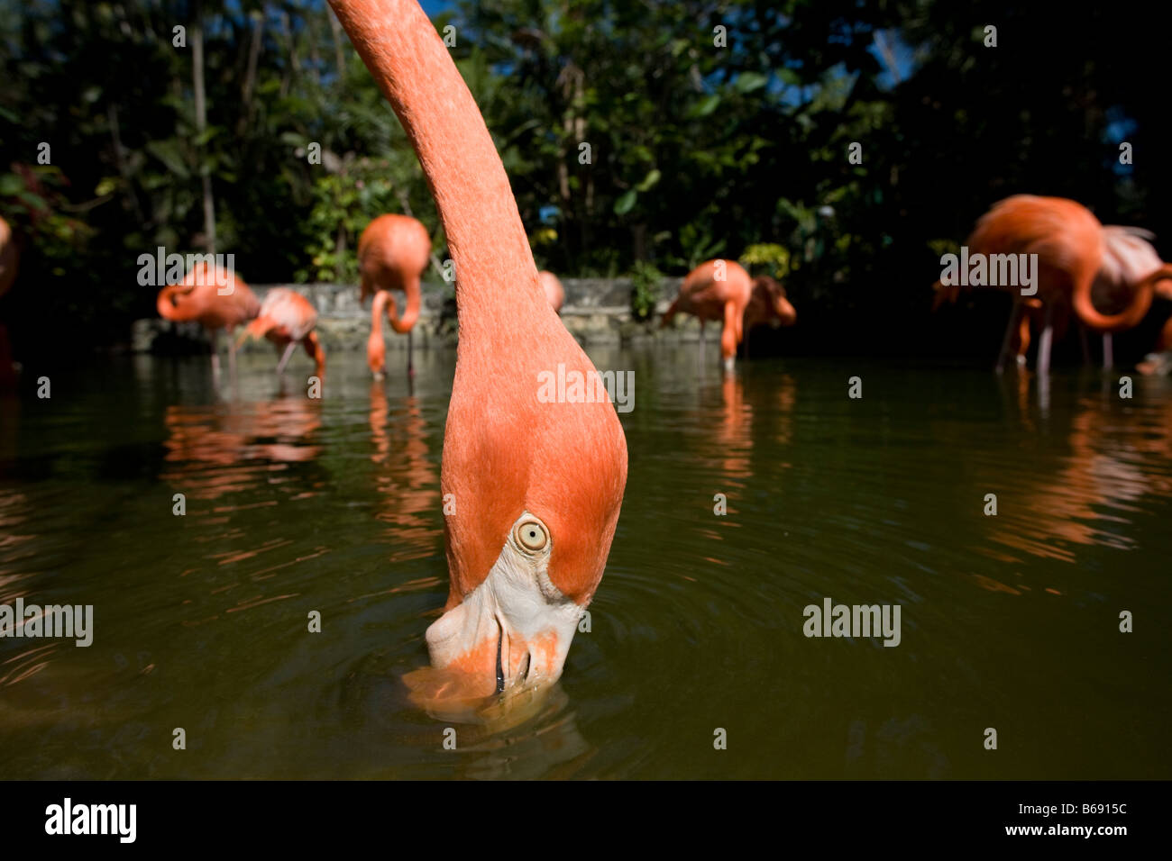 Bahamas New Providence Island Nassau Caribbean Flamingos Phoenicopterus