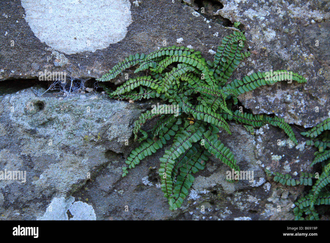 Maidenhair Spleenwort Fern (Asplenium trichomanes) growing in a dry stone wall Stock Photo