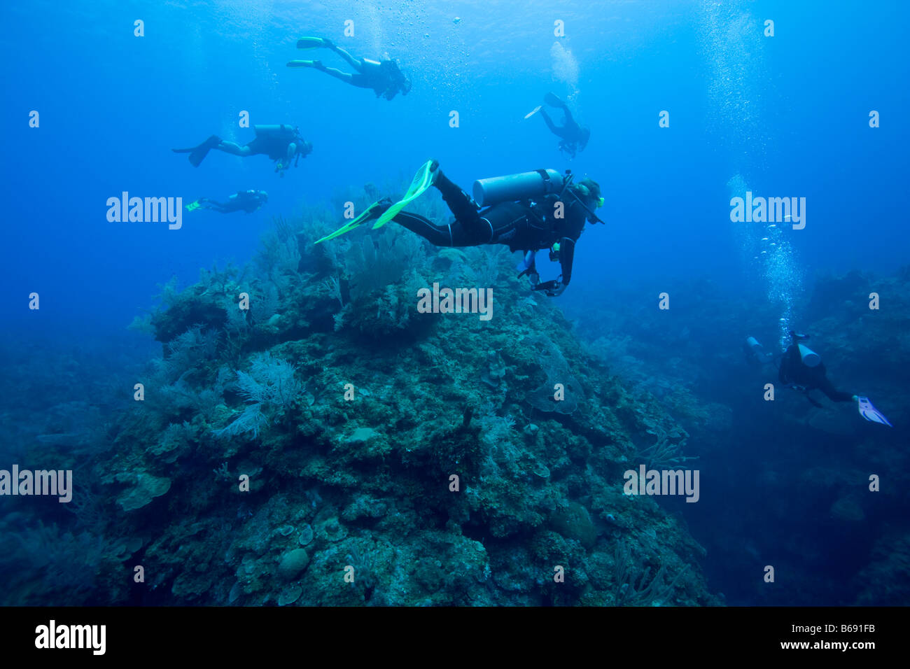 Cayman Islands Little Cayman Island Scuba divers swimming near coral