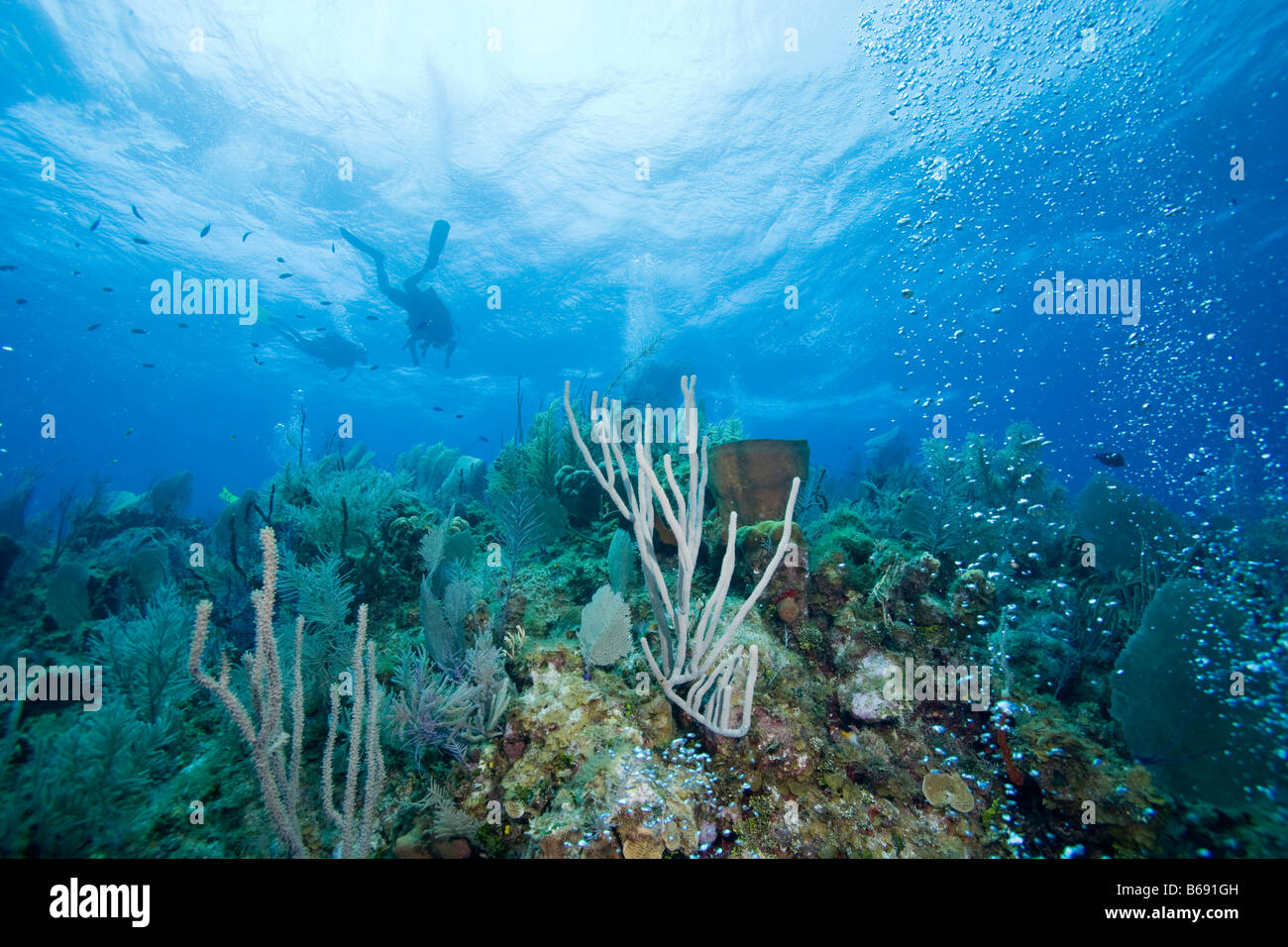 Cayman Islands Little Cayman Island Scuba Divers Swimming Near Coral
