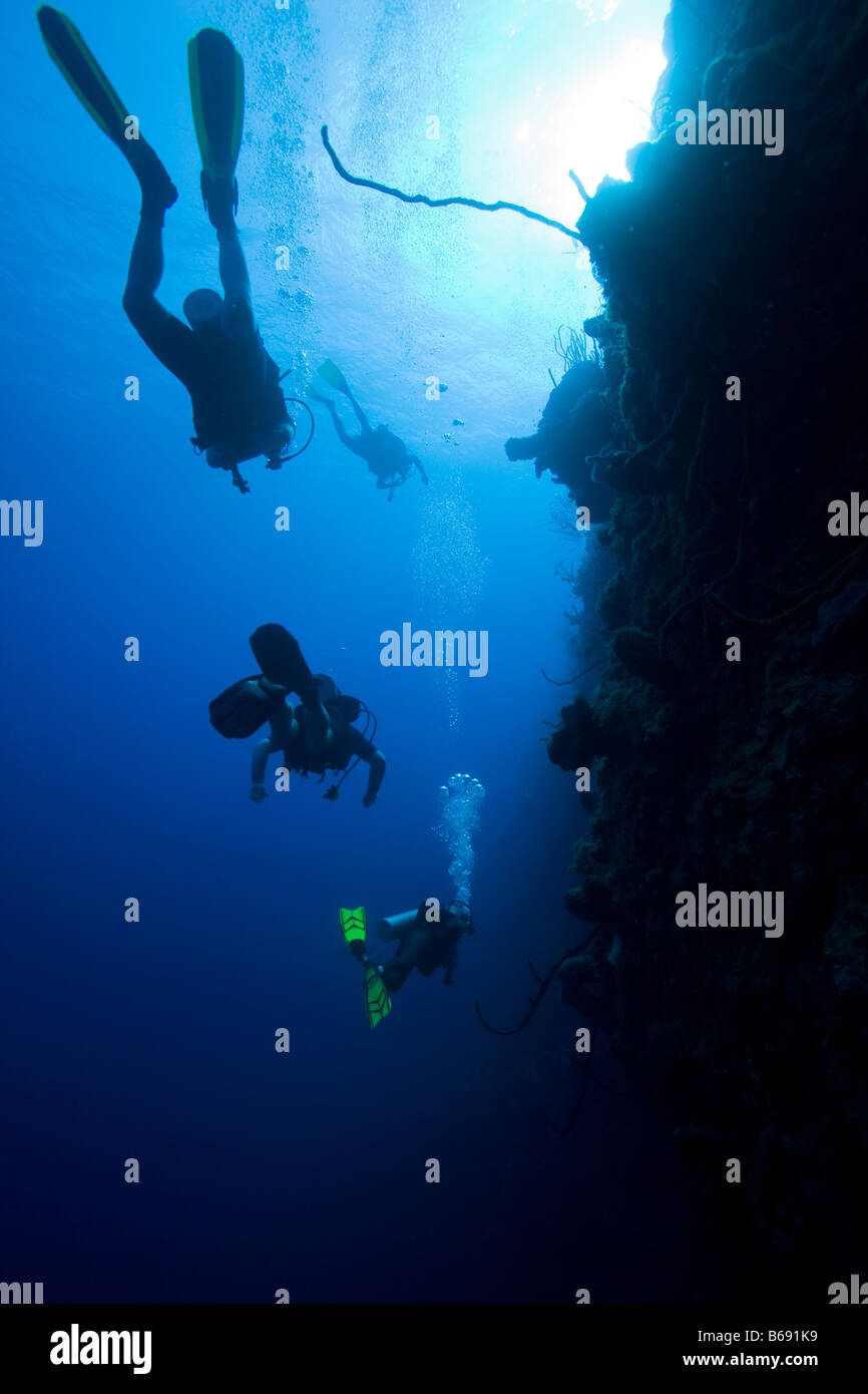 Cayman Islands Little Cayman Island Scuba divers swimming along Bloody ...