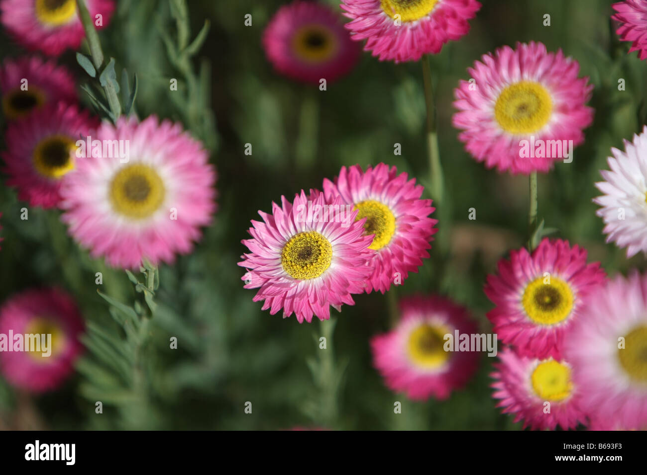 Cluster flowers hi-res stock photography and images - Alamy