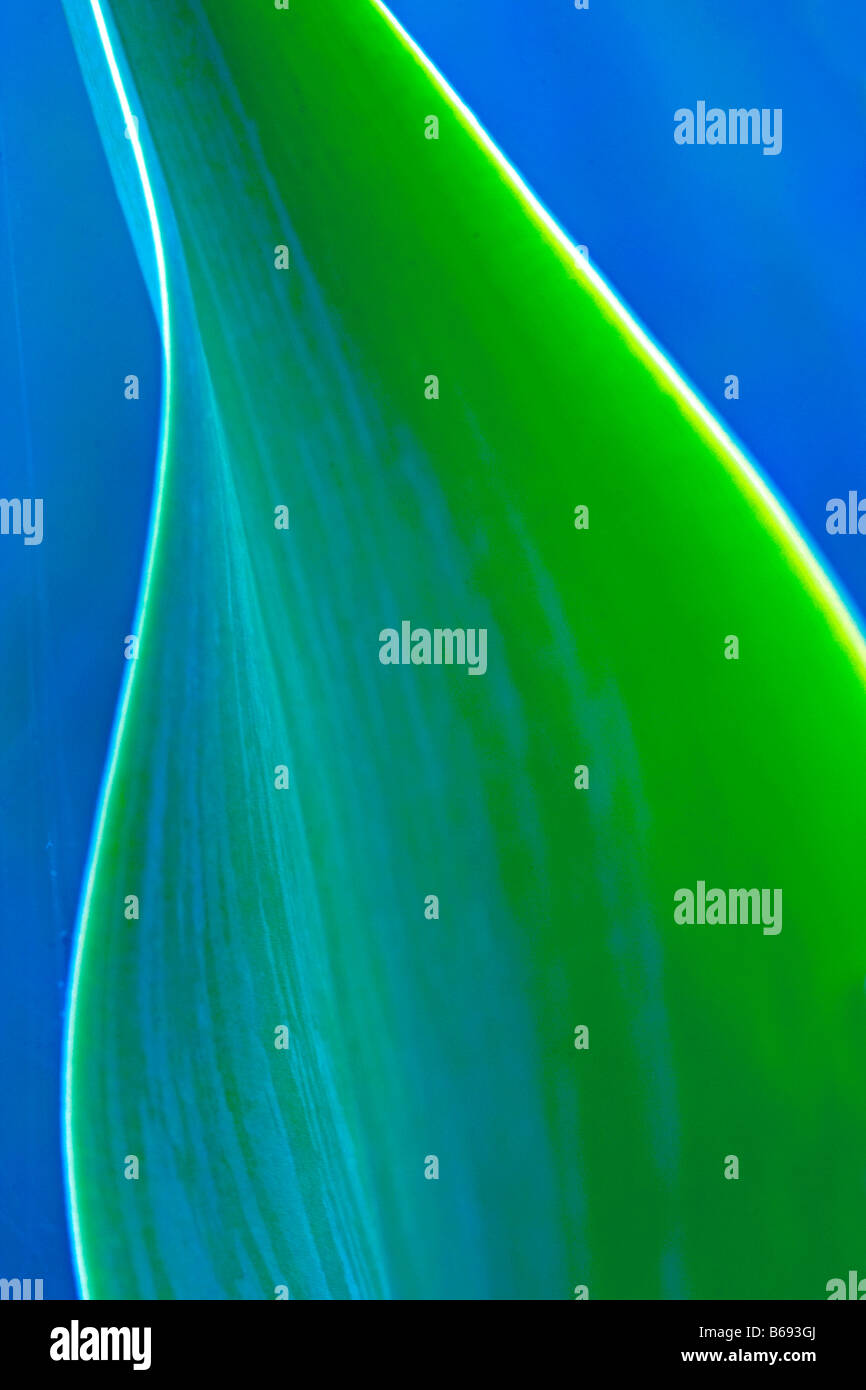 Green leaves showing the concept of light energy being converted to sugars through the process of photosynthesis Stock Photo