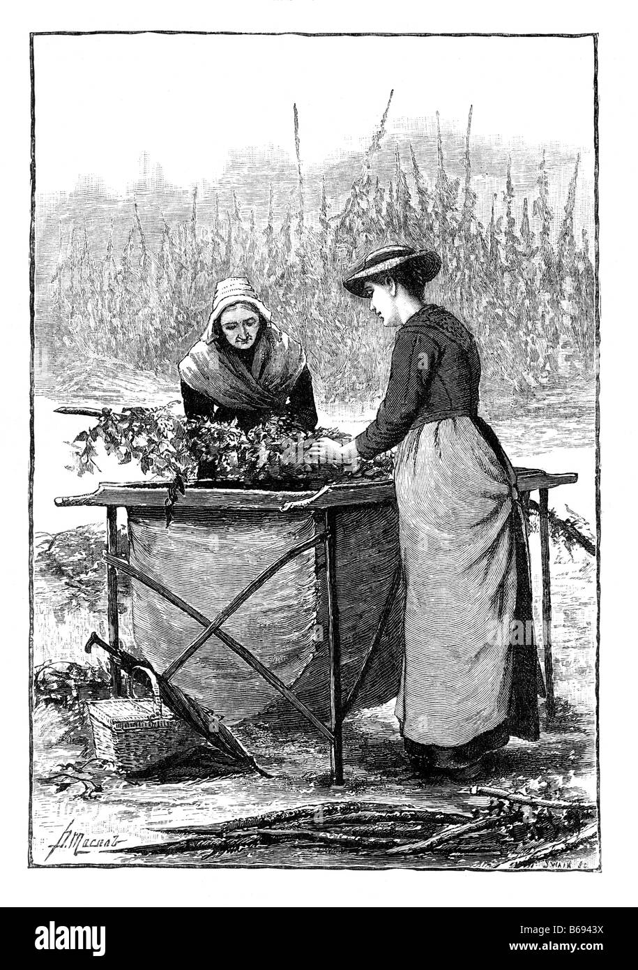 Hop Pickers 19th Century Illustration Stock Photo