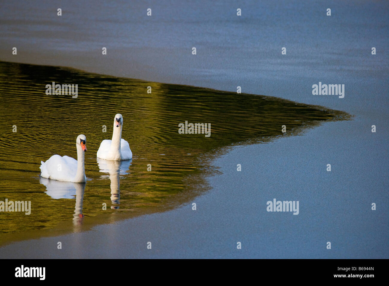 Two Mute swans in water with colourful reflections Stock Photo