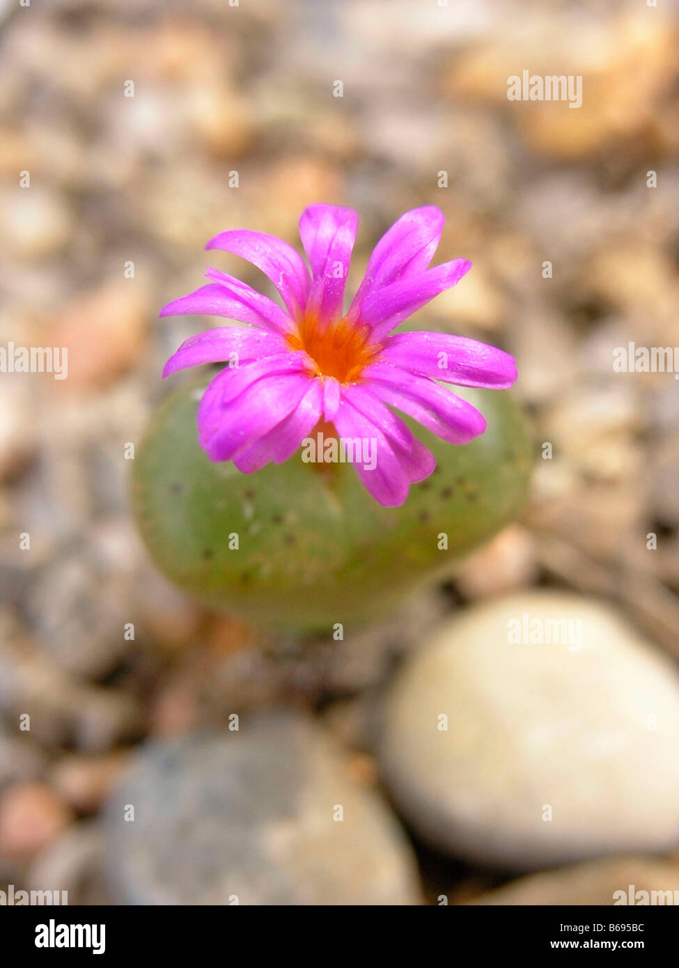 Flowering stone Conophytum sp Stock Photo