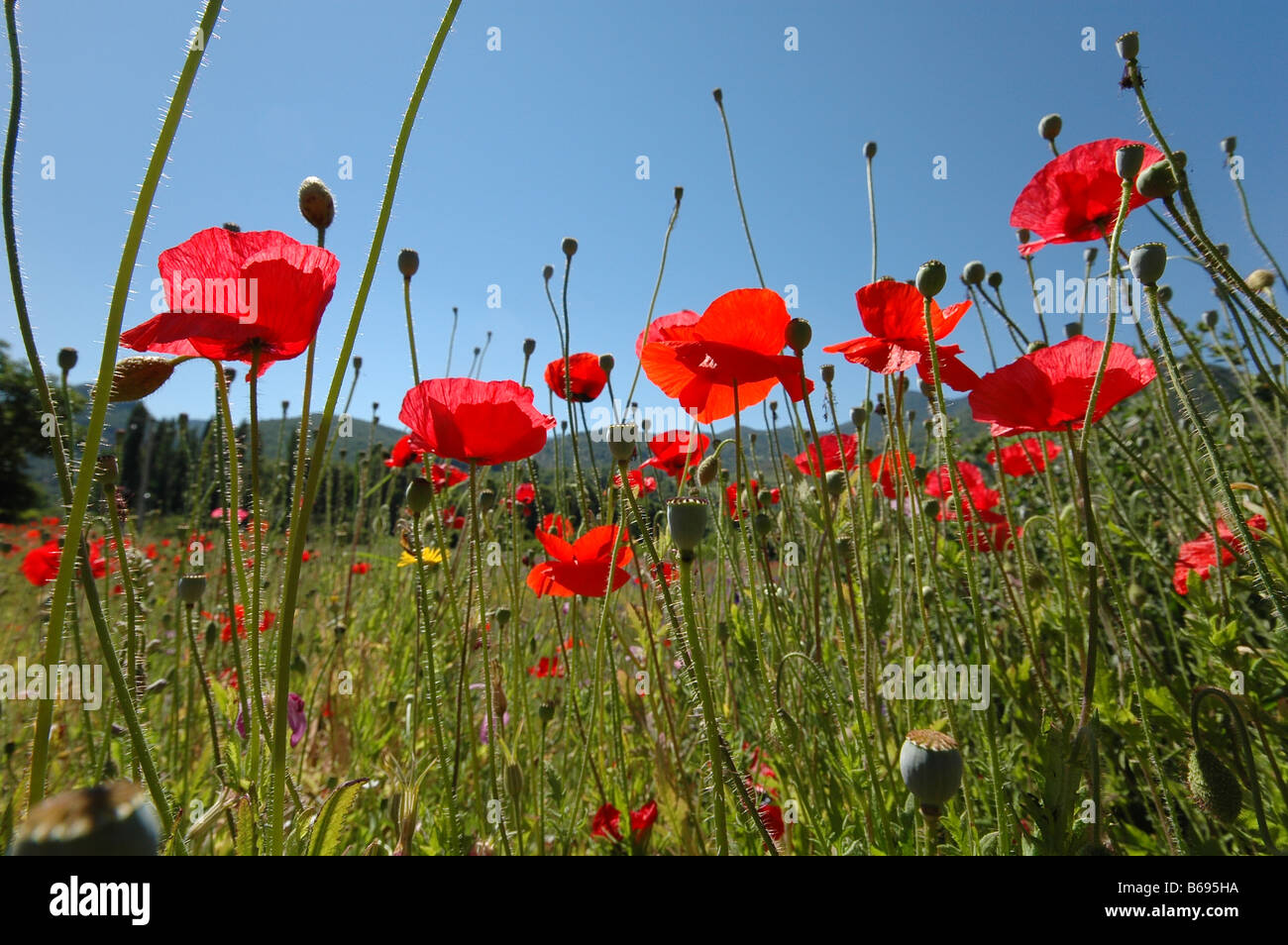 Poppies in fields in provence hi-res stock photography and images - Alamy