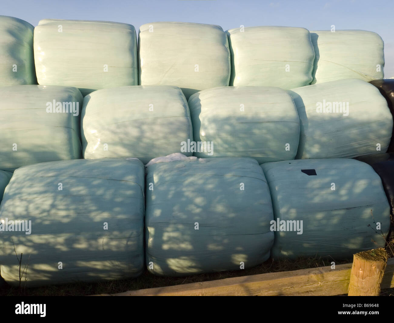 Plastic wrapped hay or straw bales on a modern farm Stock Photo