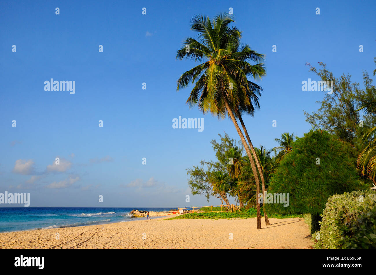 Caribbean Barbados Beach And Palm Trees Stock Photo Alamy