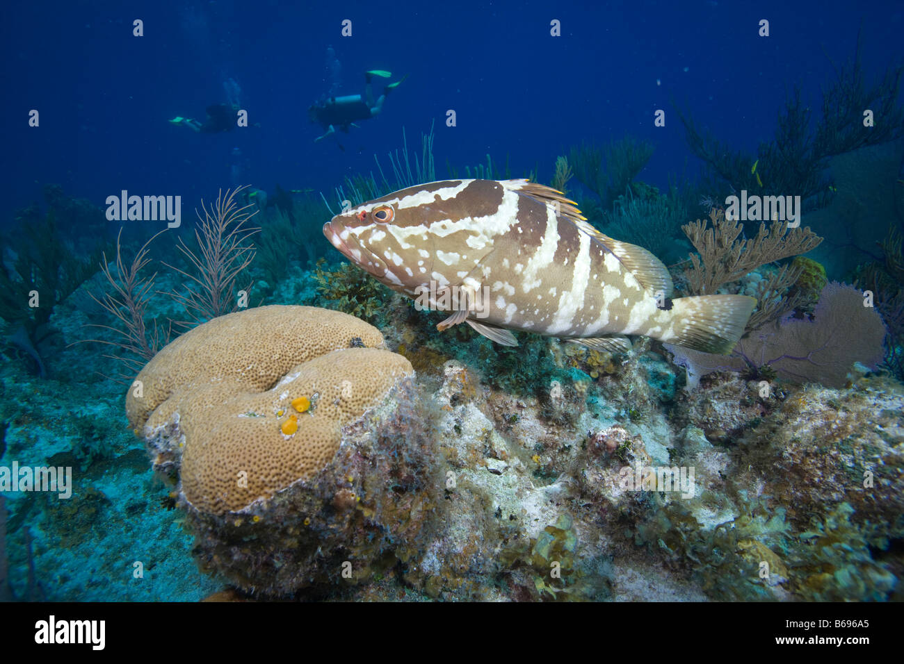 Cayman Islands Little Cayman Island Underwater view of Nassau Grouper