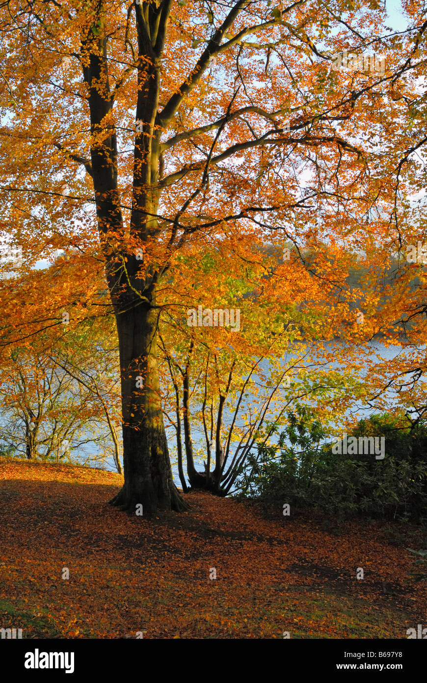Beech tree fagus sylvatica hi-res stock photography and images - Alamy