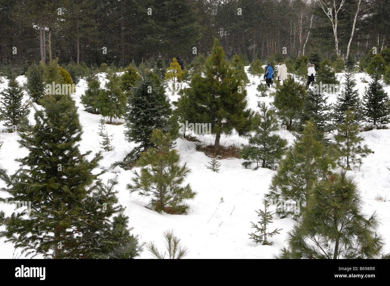 Christmas tree farm Stock Photo Alamy