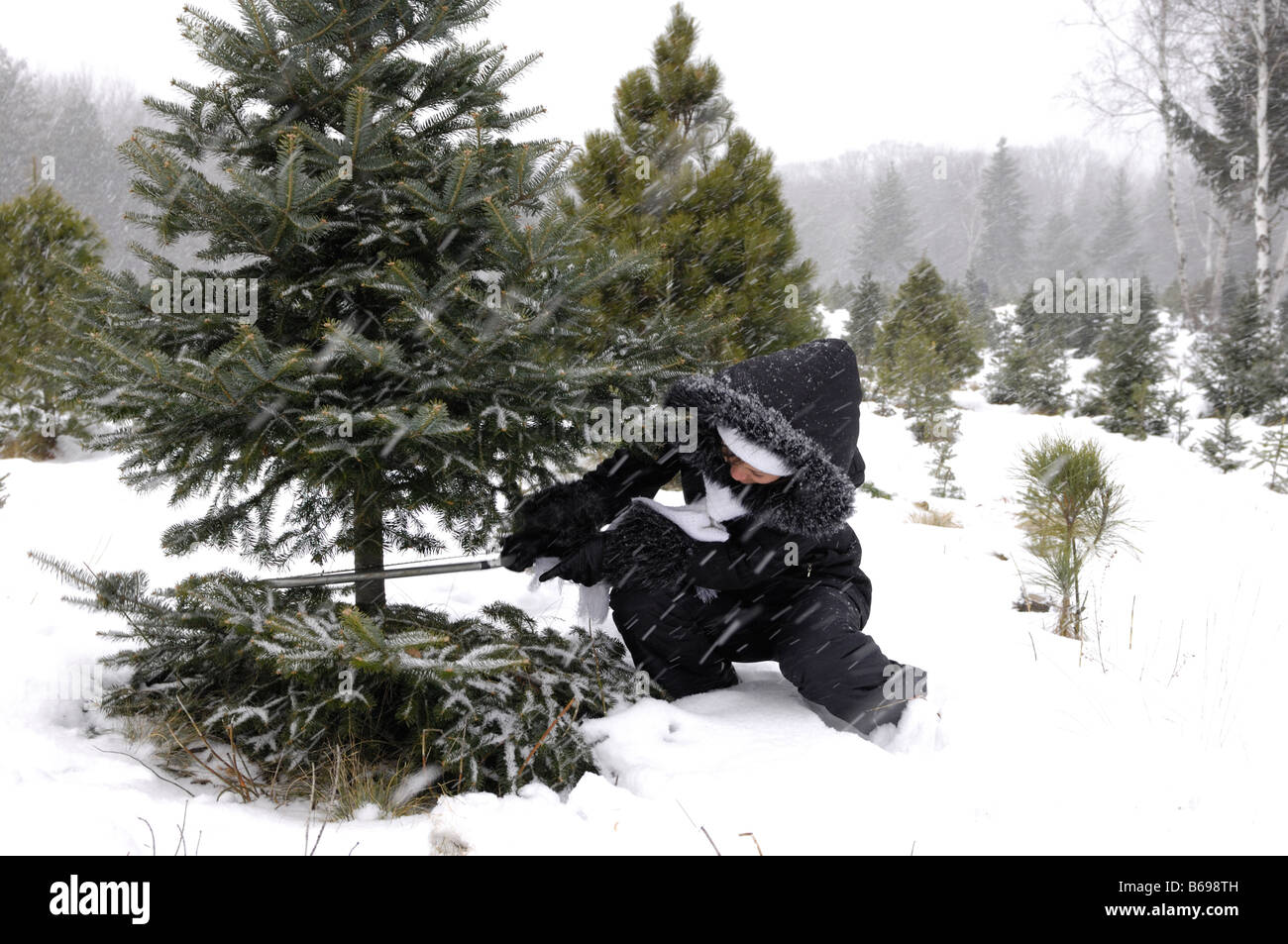 Cutting your own christmas tree hires stock photography and images Alamy