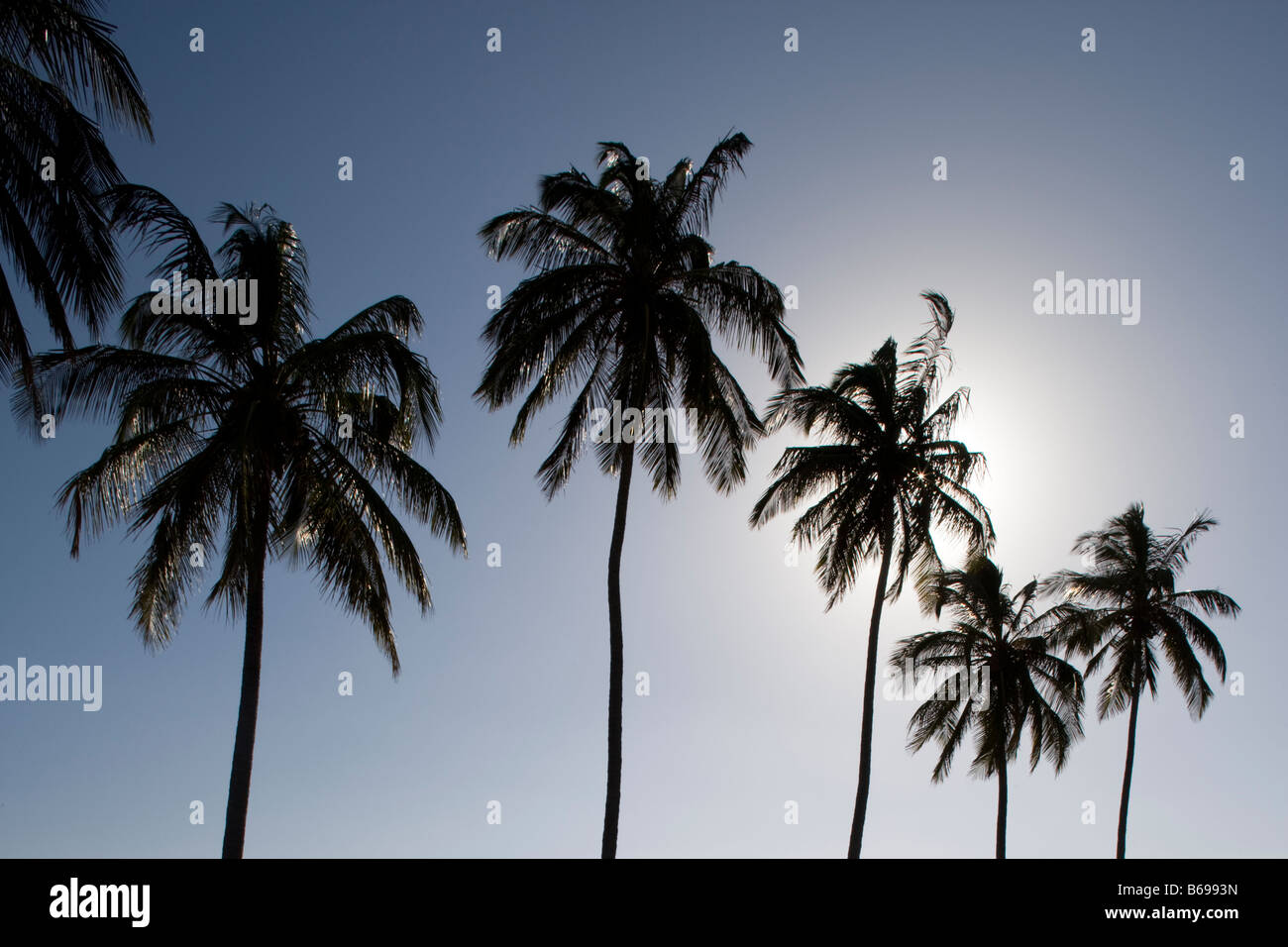 Maputo Tree Africa Mozambique Maputo Line of palm trees lining harbor Stock Photo ...
