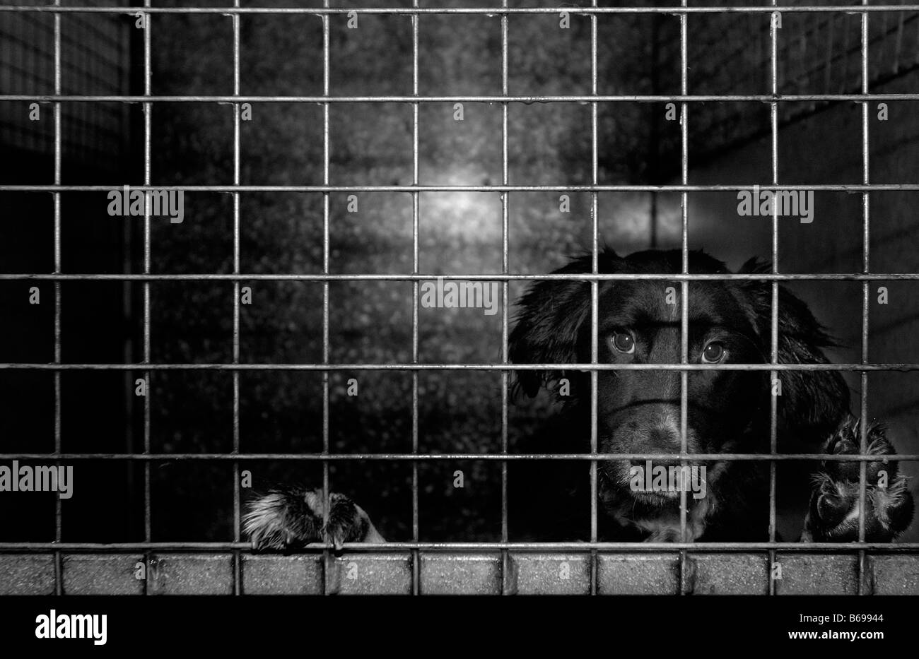 Dog in a cage at an animal shelter Stock Photo Alamy