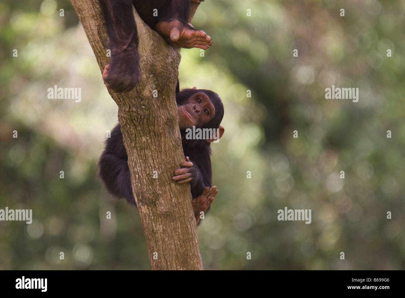 monkey chimpanzee bubbles baby Uganda africa Stock Photo Alamy