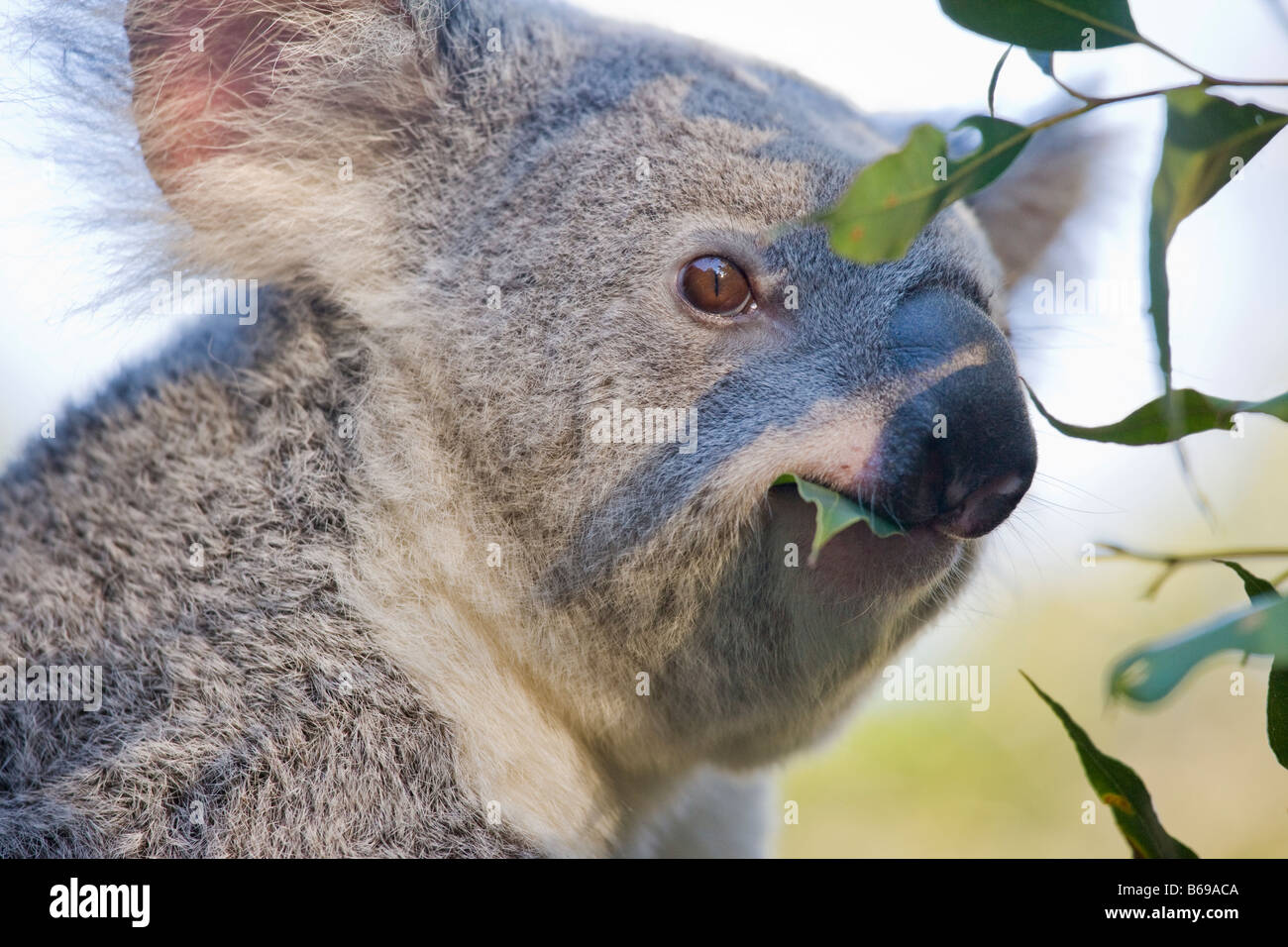 Koala eating gum leaves Stock Photo