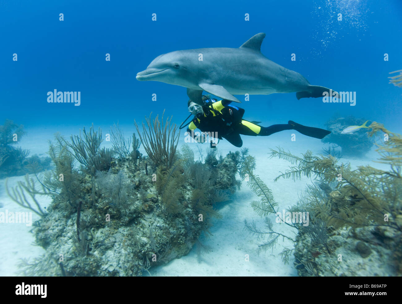 Bahamas Grand Bahama Island Freeport Scuba diver swimming with captive
