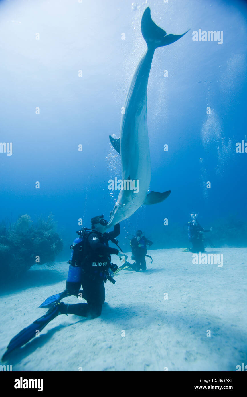 Bahamas Grand Bahama Island Freeport Scuba diver swimming with captive