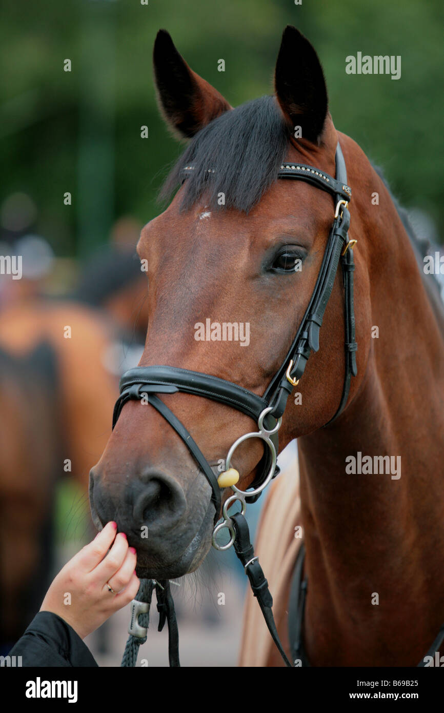 Contact Between Man and Horse Stock Photo Alamy