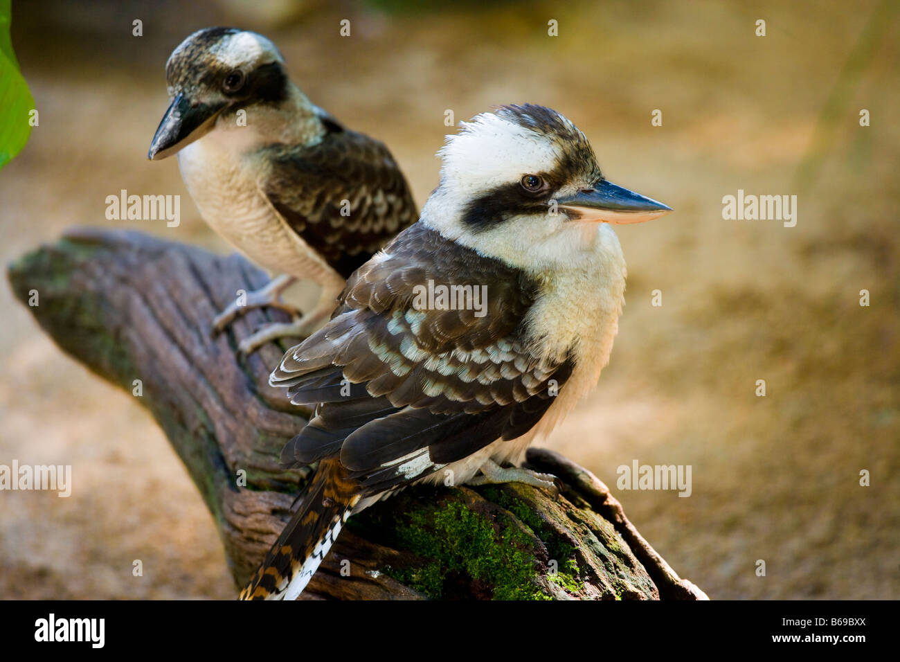 Kookaburras hi-res stock photography and images - Alamy