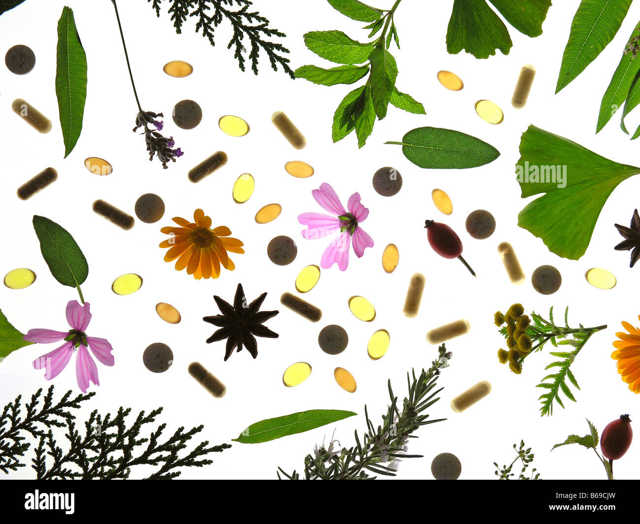 Medicinal plants background hi-res stock photography and images - Alamy