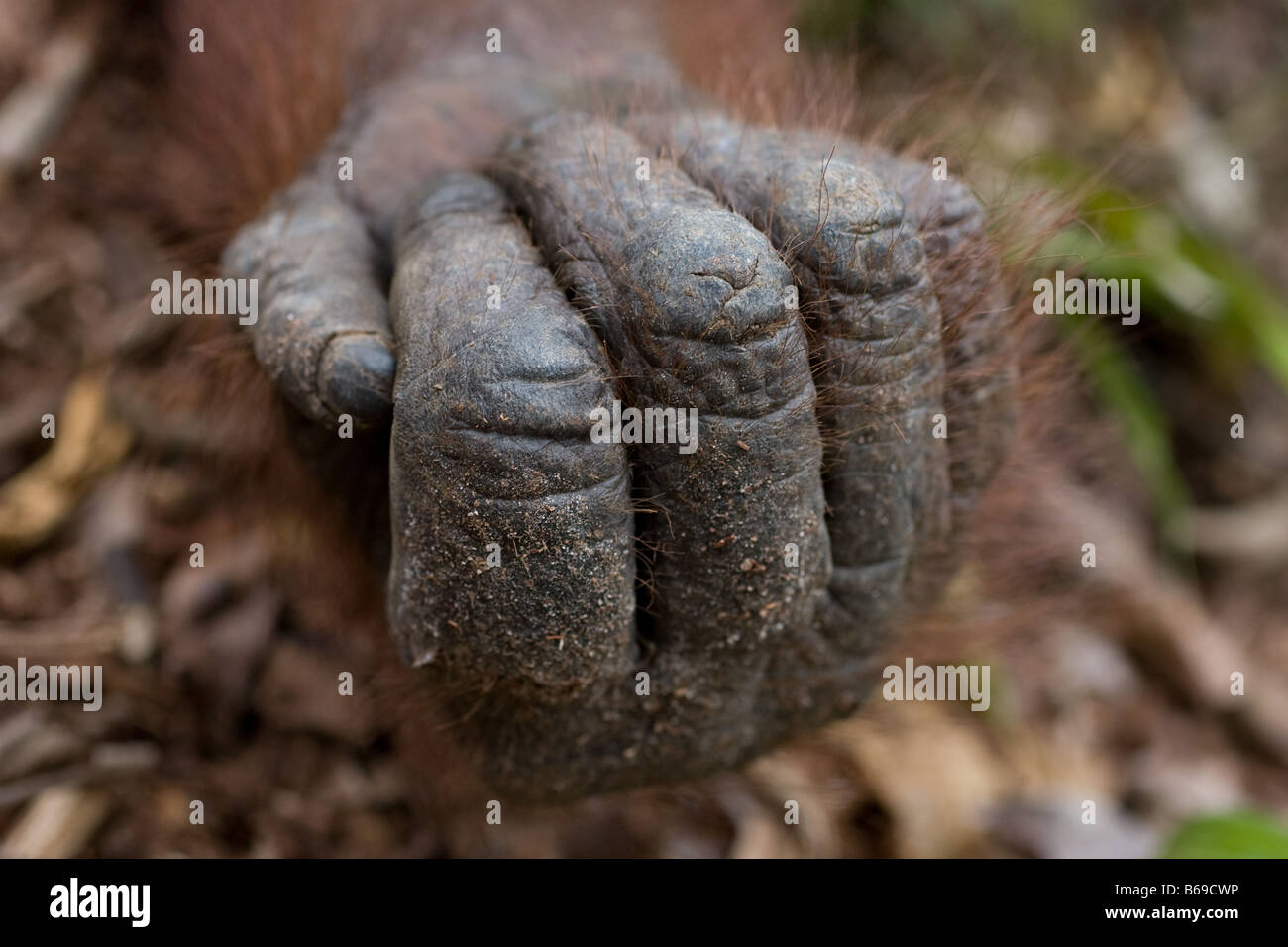 Female orangutan Pongo pygmaeus hand and knuckles in Tanjung Puting NP Borneo Stock Photo