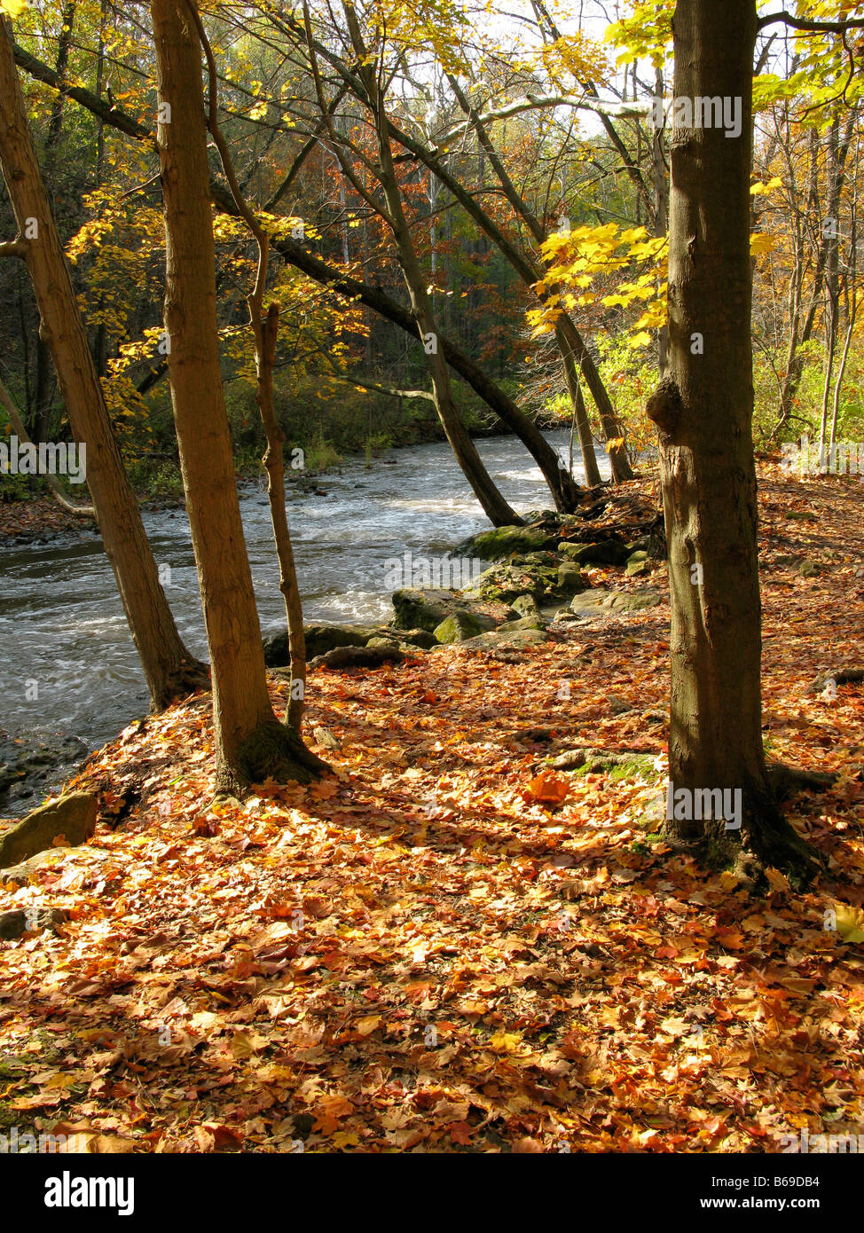 Autumn scene by rushing stream, Penfield NY USA. Stock Photo