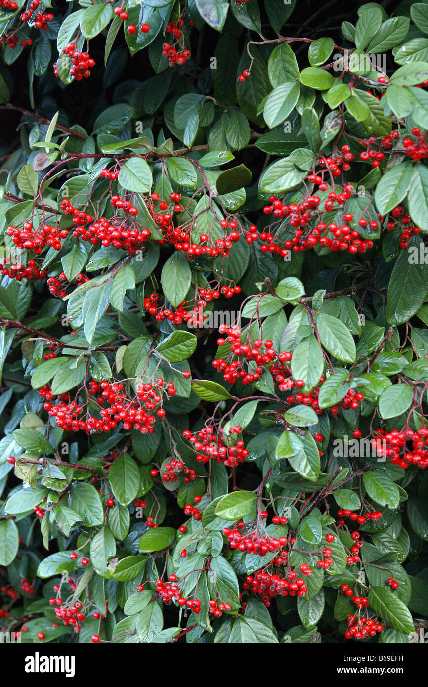 COTONEASTER LACTEUS USED AS A HEDGE Stock Photo