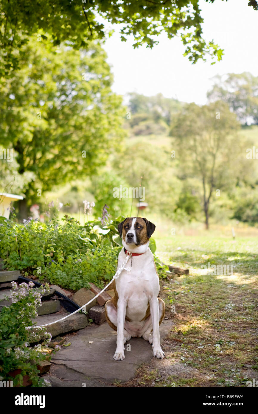 Dog tied up with a leash in a park Stock Photo Alamy