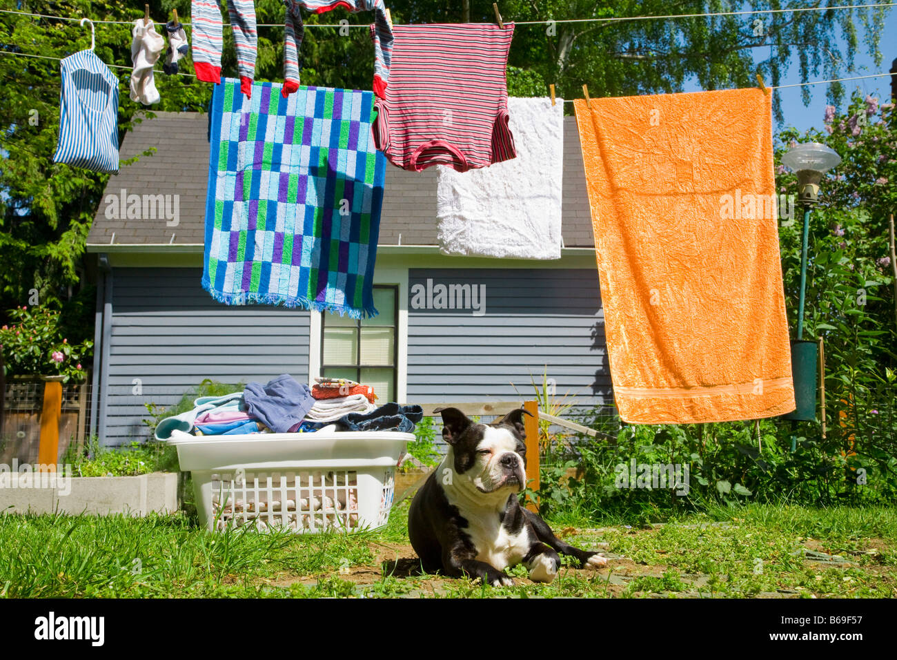 Dog sitting and clothes drying on a clothesline in front of a house
