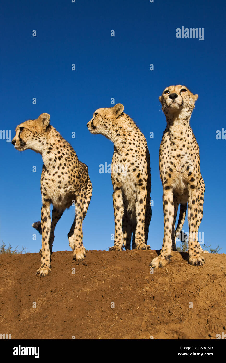 Cheetah Acinonyx jubatus Cheetahs using termite mound as a vantage point Namibia Stock Photo