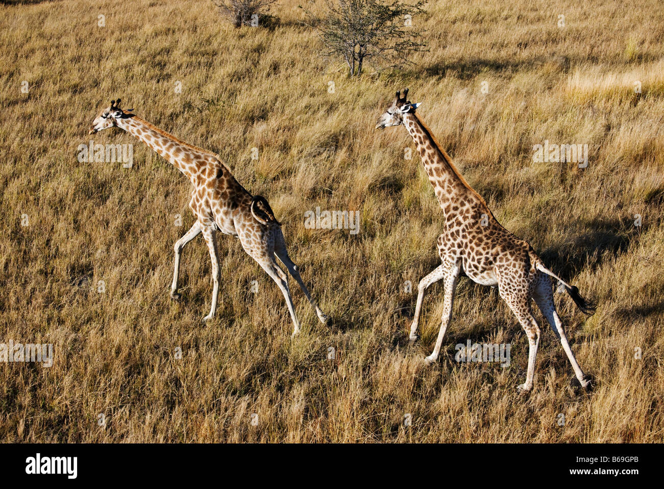 Aerial view of Southern Giraffe running over the Okavango Delta Botswana Stock Photo