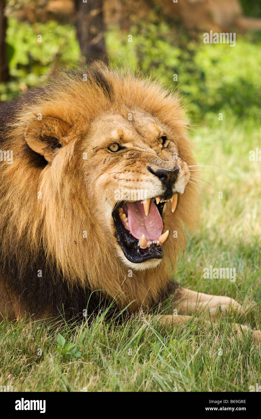 Lion Panthera leo Male lion snarling Dist Sub Saharan Africa Stock Photo