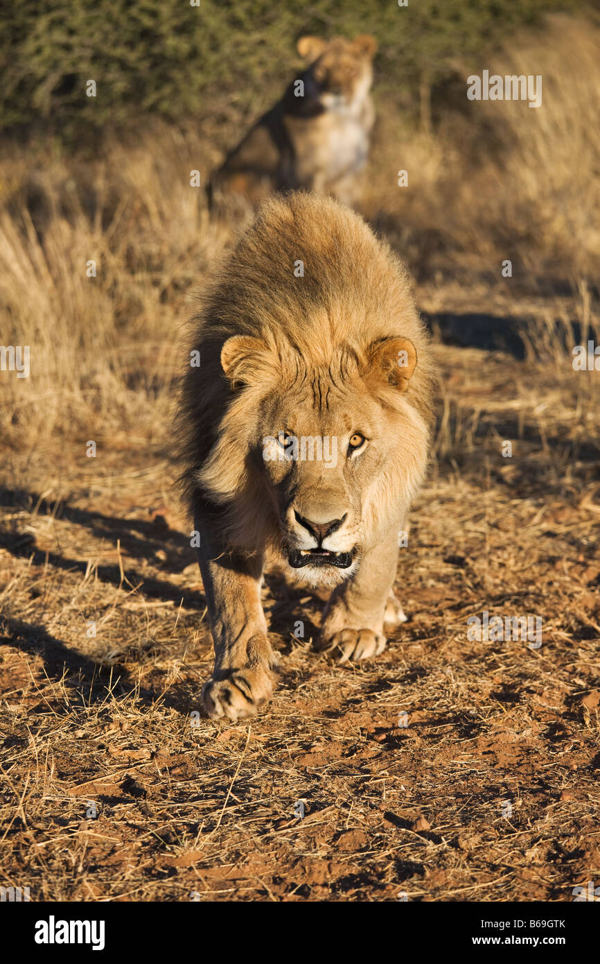 Lion Panthera leo charging towards camera Female lion in background Namibia Dist Sub saharan Africa Stock Photo