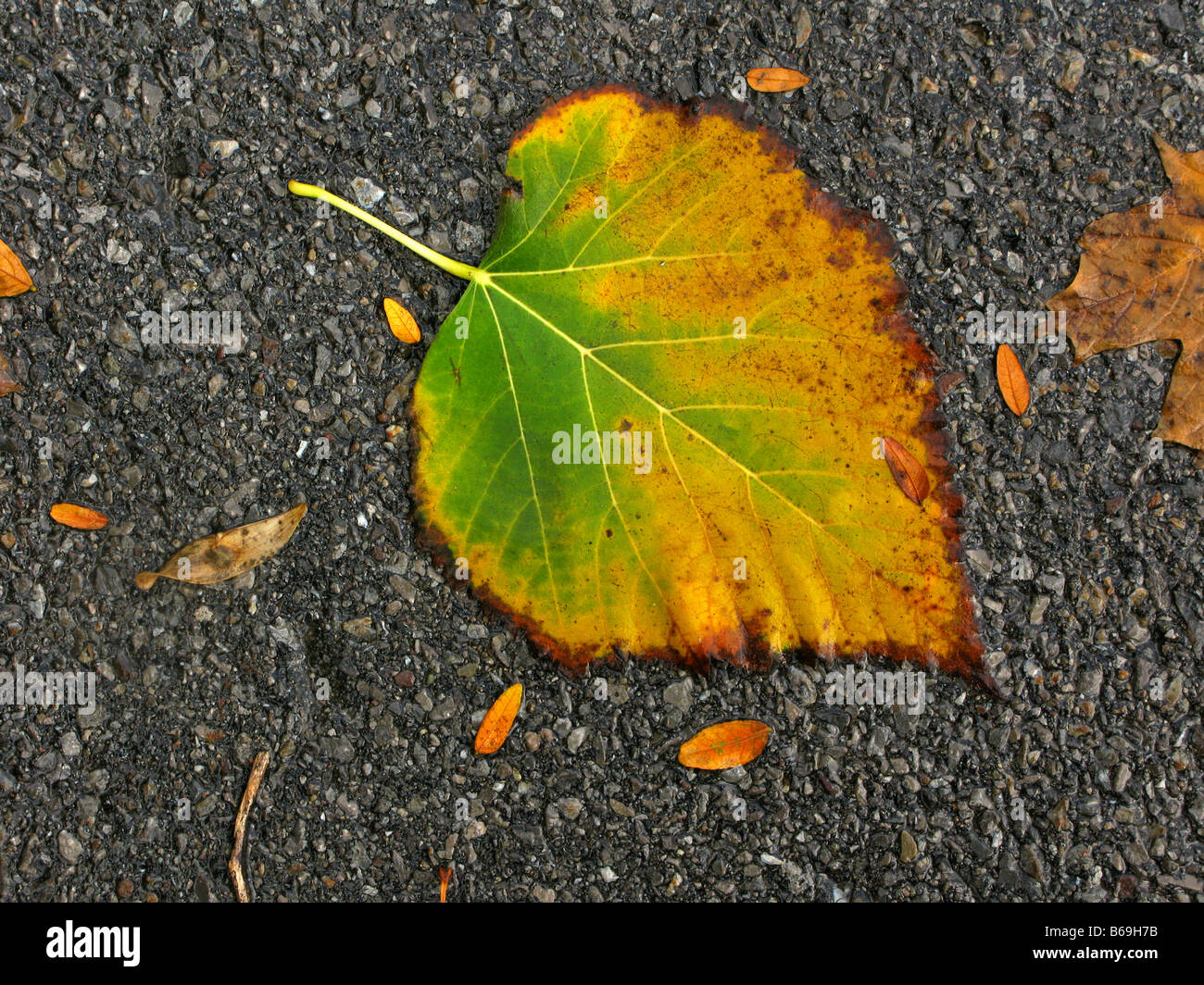 Single fallen autumn leaf on pavement Stock Photo - Alamy