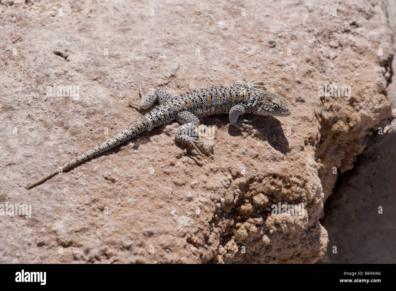 Fabian's lizard, Liolaemus fabiani, basking on rocks Stock Photo