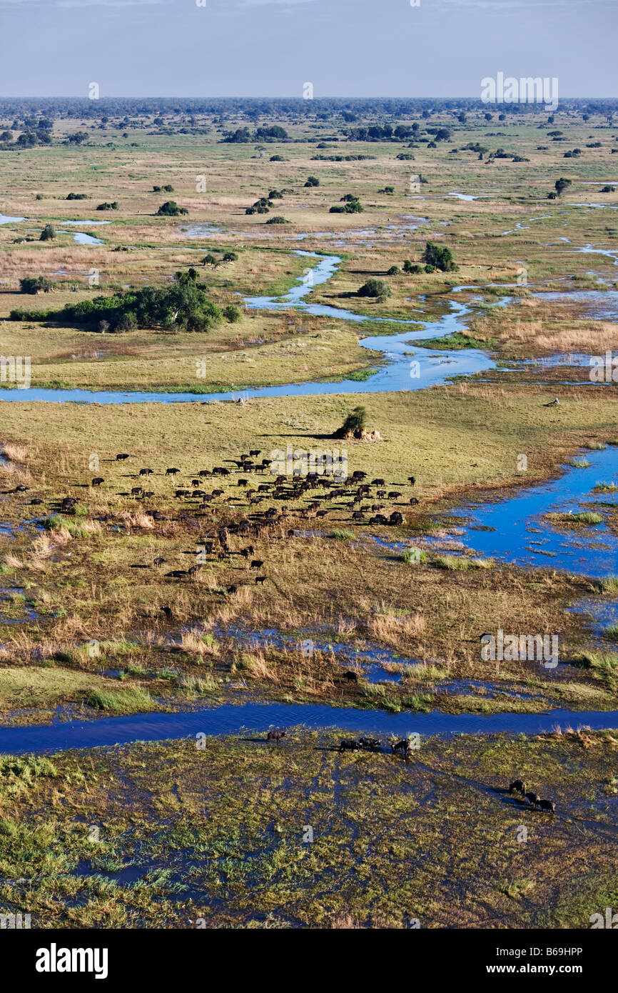 Aerial view of Cape Buffalo over the Okavango Delta botswana Stock Photo