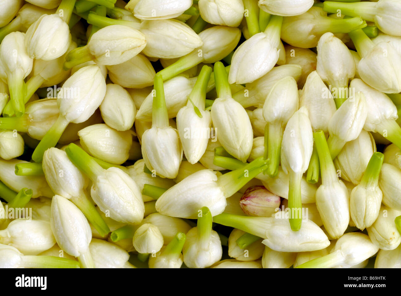 JASMINE BUDS Stock Photo Alamy