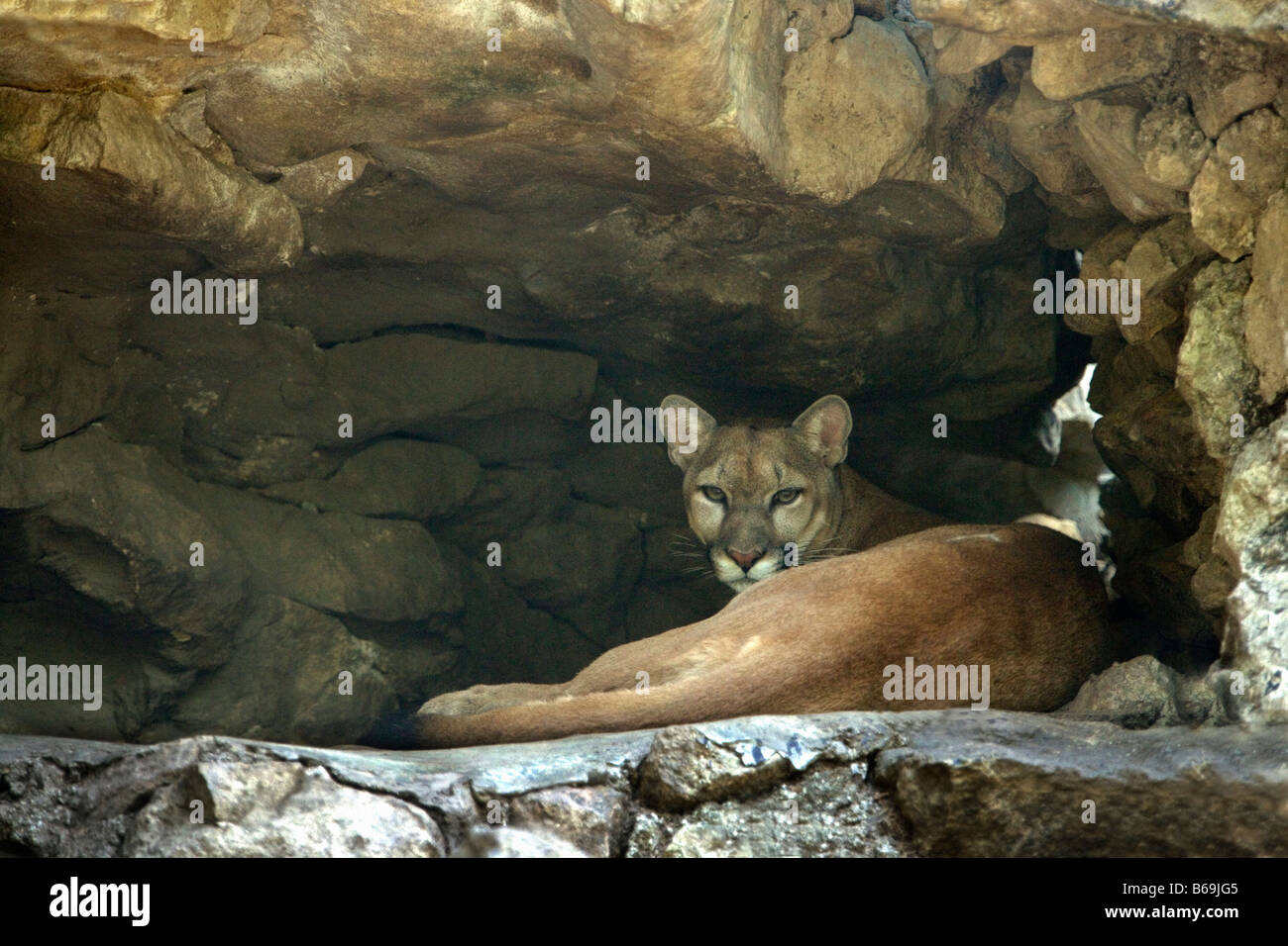 Chile, Torres del Paine National Park. Puma (Felis Concolor) Stock Photo