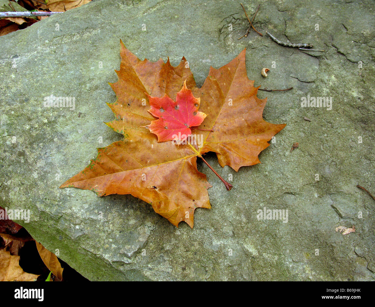 The fallen leaf is large hi-res stock photography and images - Alamy
