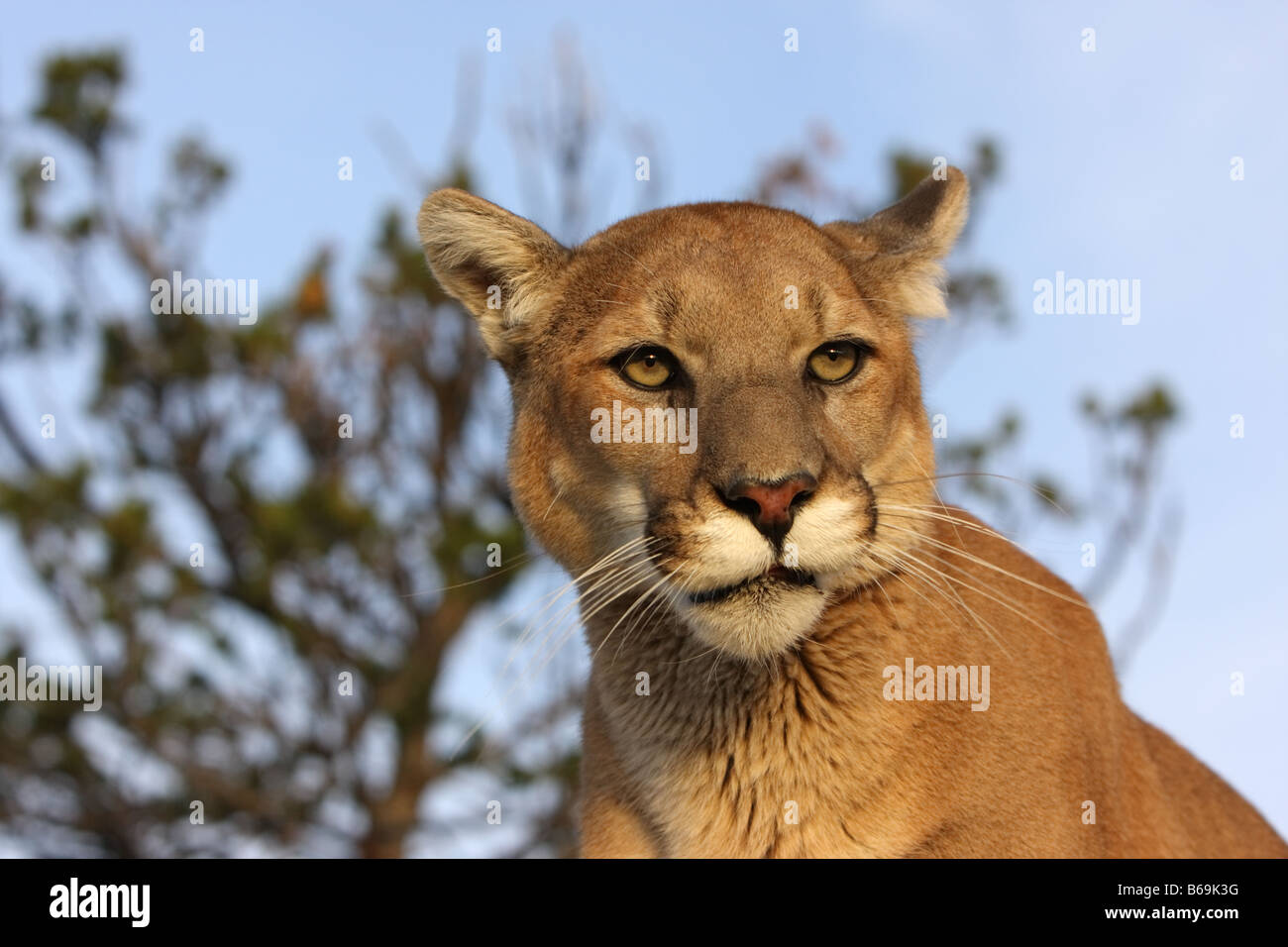 Mountain lion, cougar Stock Photo